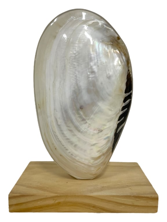 LARGE POLISHED SHELL SCULPTURE ON WOOD STAND (1 of 7)