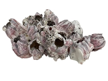 NATURAL CLUSTER OF PURPLE BARNACLE SHELLS 12"