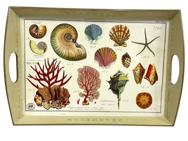 VINTAGE STYLE SEA SHELLS NATURAL HISTORY TRAY