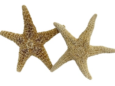 PAIR OF NATURAL DRIED SEA STARFISH 12"