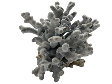 BLUE CORAL CLUSTER 8"