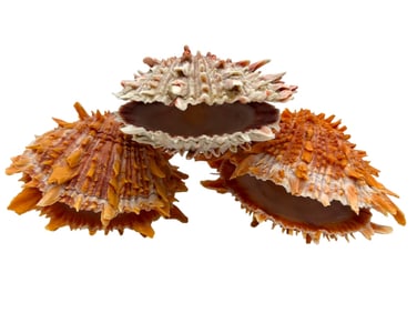 RELA SPINY OYSTER SEA SHELLS 5"