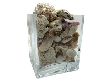 SQUARE GLASS VASE OF MIXED SEA SHELLS 7"