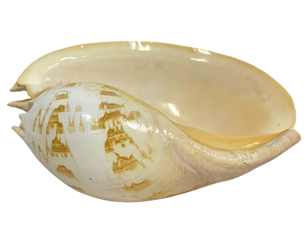 LARGE NATURAL POLISHED TUN SHELL 13" (1 of 5)