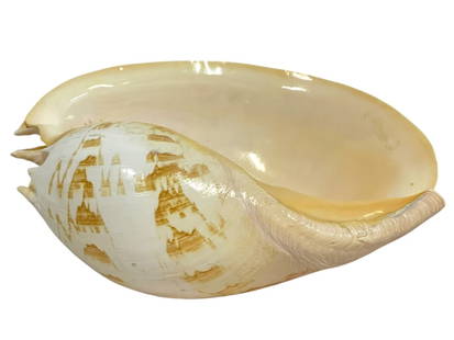 LARGE NATURAL POLISHED TUN SHELL 13": 992a1LARGE NATURAL POLISHED TUN SHELL 13""LARGE NATURAL POLISHED TUN SHELL – 13"" DECORATIVE SEASHELL | BEAUTIFUL NATURAL POLISHED TUN SHELL, MEASURING APPROXIMATELY 13"" LONG. CREAMY INTERIOR WITH