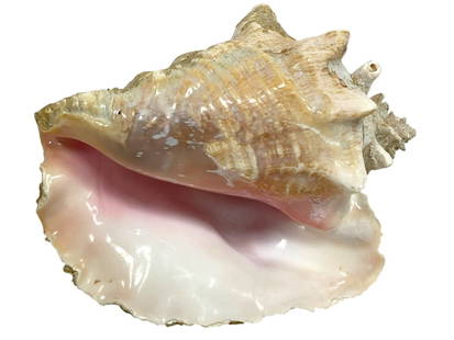 LARGE NATURAL PINK QUEEN CONCH SHELL 10": LARGE NATURAL PINK QUEEN CONCH SHELL – A STUNNING COASTAL DECOR ACCENT MEASURING APPROXIMATELY 11" LONG, THIS GORGEOUS NATURAL LOBATUS GIGAS SHELL—COMMONLY KNOWN AS A PINK QUEEN CONCH—FEATURES A