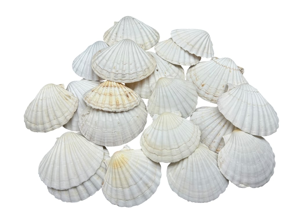 18 WHITE SCALLOP SEA SHELLS (1 of 5)