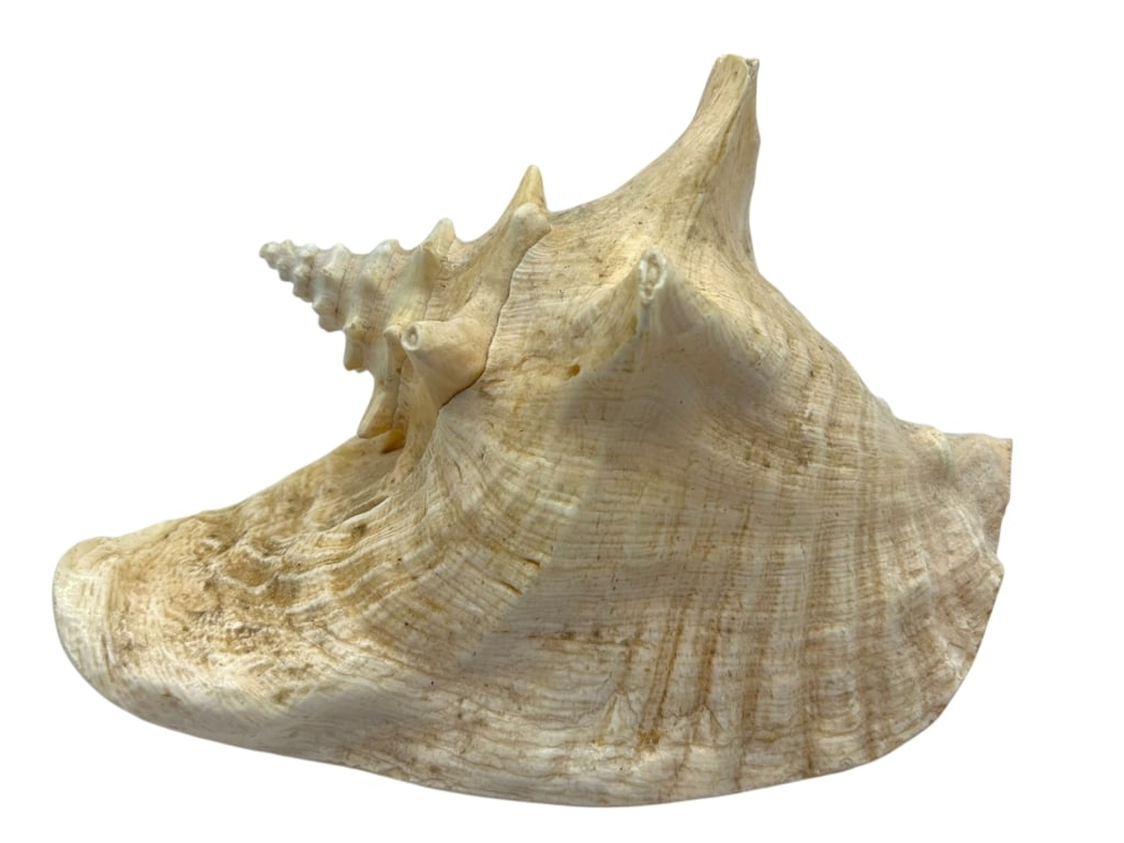 LARGE SPINY CONCH SHELL 11" (1 of 6)