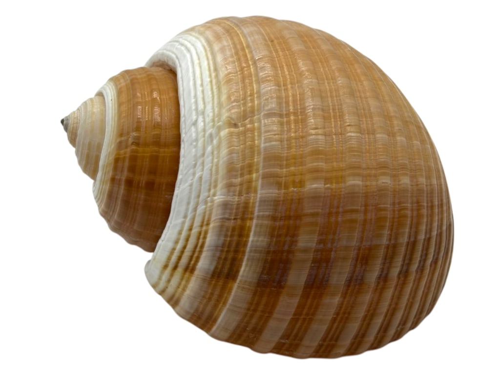 LARGE BROWN MOON SHELL 9" (1 of 6)