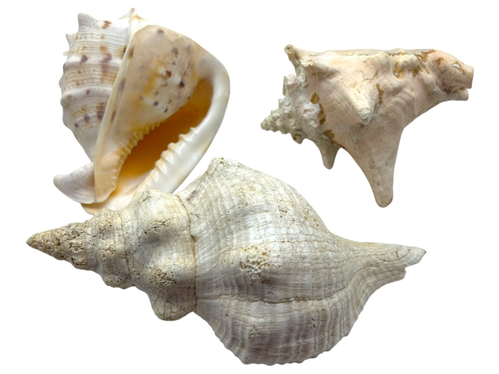 COLLECTION OF CONCH SHELLS (1 of 16)