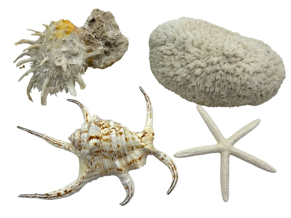 COLLECTION OF SHELLS AND CORAL (1 of 15)