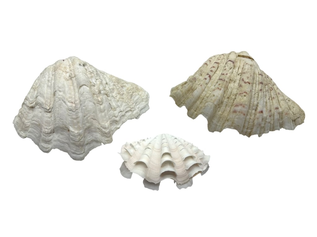 COLLECTION OF OYSTER SHELLS: COLECTION OF OYSTER SHELLS -VERY GOOD CONDITION -GIANT CLAM SHELL, APPROX 8.5" -HORSE HOOF CLAM SHELL, APPROX 9" -TRIDACNA CLAM SHELLS, APPROX 5" -FEATURING A RARE HORSE HOOF CLAM SHELL, A GIANT CLAM 
