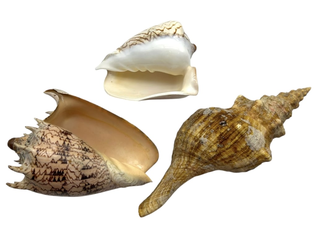 COLLECTION OF THREE CONCH SHELL (1 of 14)