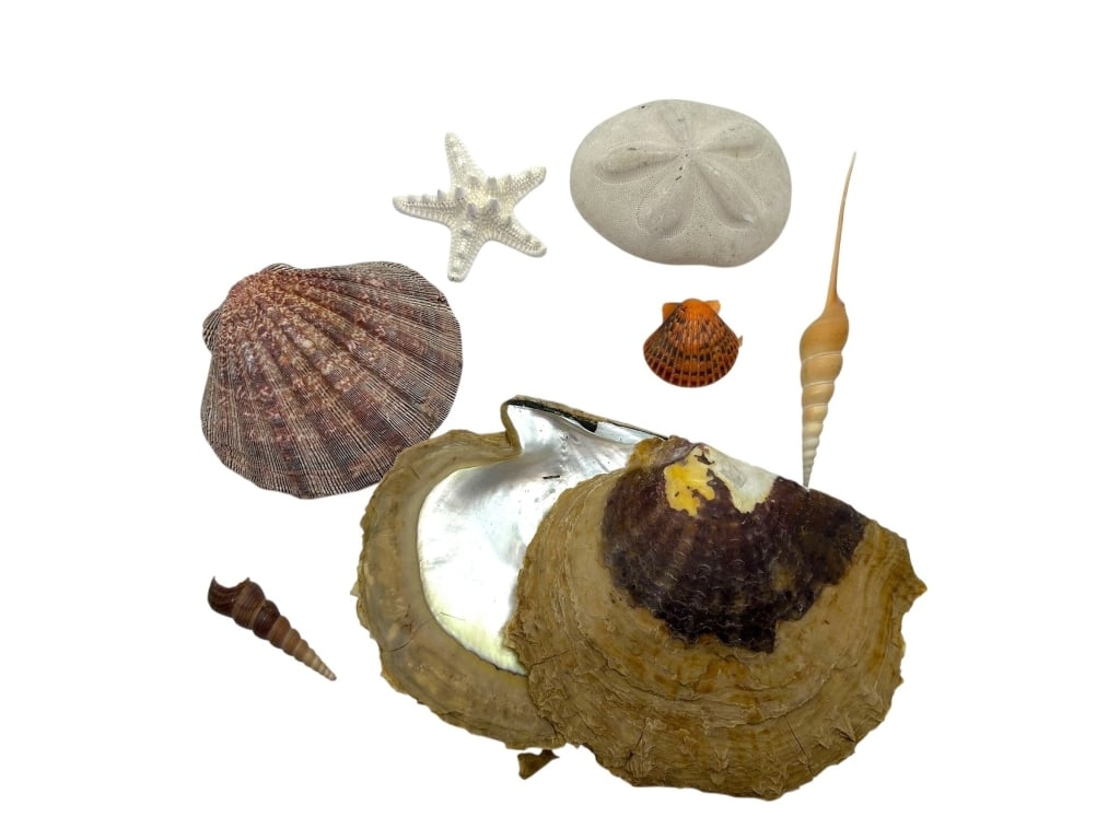 COLLECTION OF VARIOUS SEA SHELLS (1 of 13)