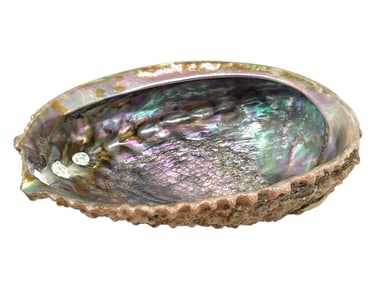 LARGE IRIDESCENT ABALONE SHELL 6.5"