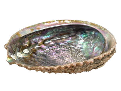 LARGE IRIDESCENT ABALONE SHELL 6.5": LARGE IRIDESCENT ABALONE SHELL 6.5" -VERY GOOD PRE OWNED CONDITION -APPROX 6.5" X 5.5" X 2" -STUNNING LARGE ABALONE SHELL FEATURING VIBRANT NATURAL IRIDESCENCE IN SHADES OF PURPLE, GREEN, PINK, AND PE
