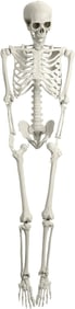 POSEABLE HALLOWEEN SKELETON PROP 65"