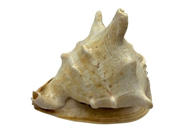 LARGE CONCH SHELL 9"
