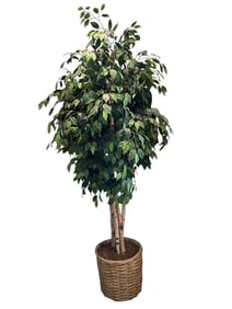 FAUX BIRCH FICUS TREE IN WOVEN BASKET