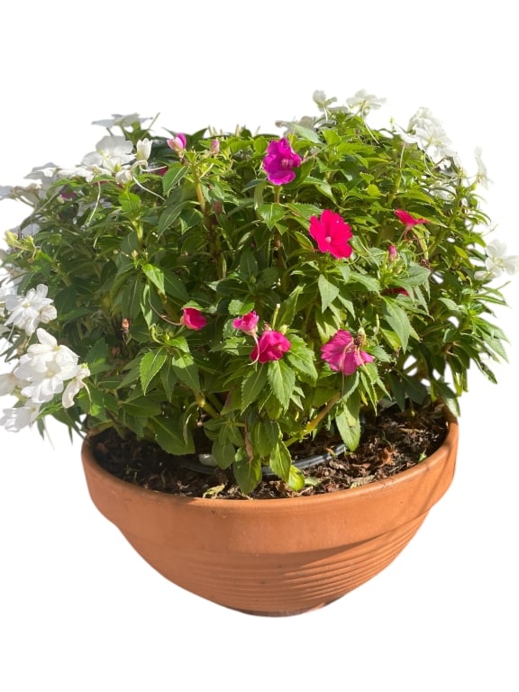 POTTED IMPATIENS IN TERRACOTTA PLANTER 18" (1 of 4)