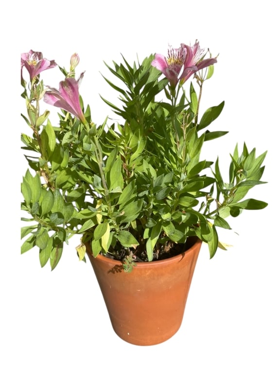 PINK PERUVIAN LILY IN TERRACOTTA PLANTER 10" (1 of 4)