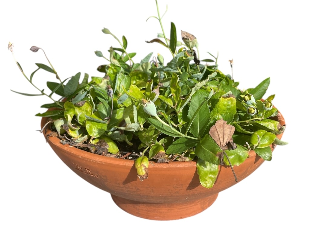 POTTED GREENERY IN TERRACOTTA LOW BOWL 15": POTTED GREENERY IN TERRACOTTA LOW BOWL 15" -Very good pre owned condition -Planter approx 6"h x 15"w -A wide terracotta bowl filled with assorted green foliage, creating a natural and organic display 