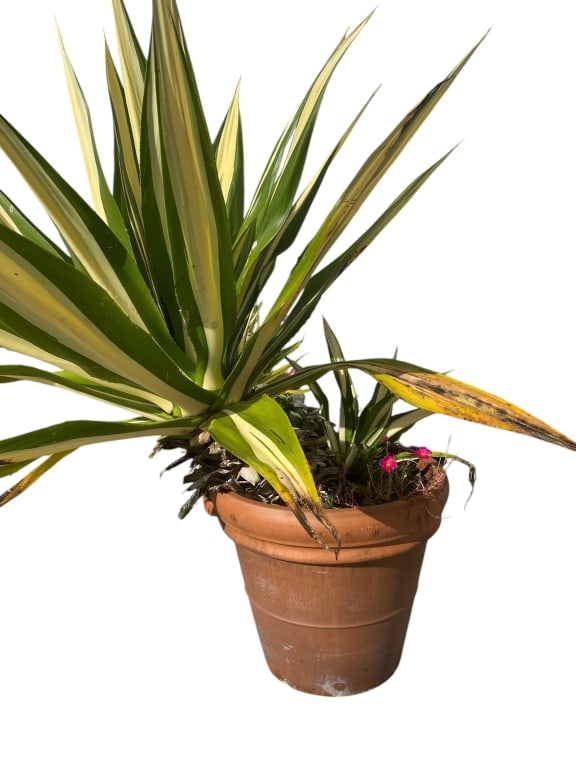 VARIEGATED YUCCA PLANT IN TERRACOTTA POT 24": POTTED VARIEGATED YUCCA PLANT IN TERRACOTTA POT 24" -Very good pre owned condition -Planter approx 20"h x 24"w -A striking variegated yucca plant presented in a classic terracotta pot. Featuring tall,