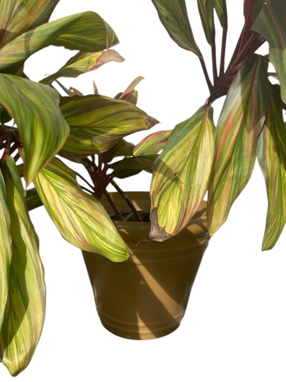 LARGE CORDYLINE PLANT IN PLASTIC PLANTER 23": LARGE CORDYLINE PLANT IN PLASTIC PLANTER 23" -Very good pre owned condition -Planter approx 21"h x 23"w -A striking large Cordyline plant featuring elongated green leaves with red and pink variegated