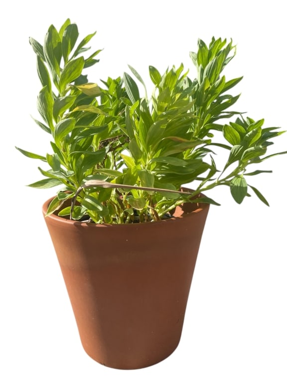 GREEN FOLIAGE PLANT IN TERRACOTTA PLANTER 10": GREEN FOLIAGE PLANT IN TERRACOTTA PLANTER 10" -Very good pre owned condition -Planter approx 10"h x 9"w -A lush and healthy green foliage plant presented in a tall terracotta planter. The vibrant leav
