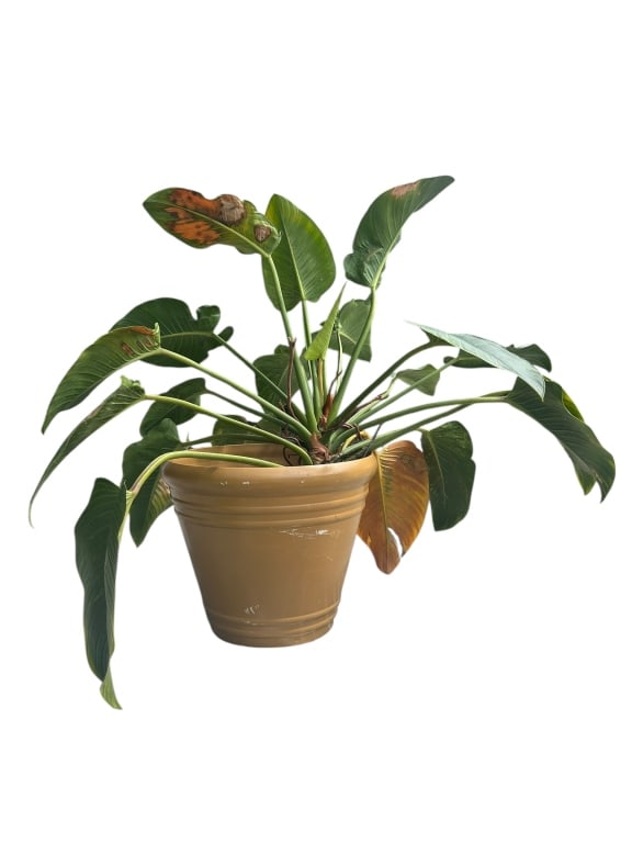 LARGE POTTED TROPICAL FOLIAGE PLANT (1 of 3)