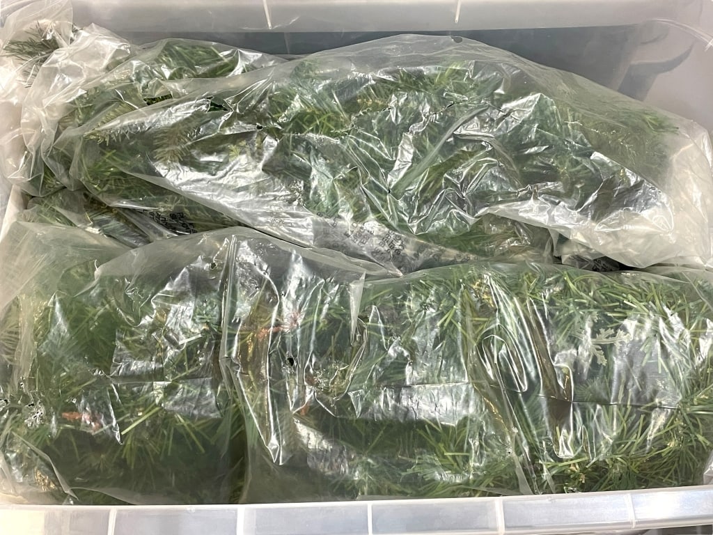 BIN OF HOLIDAY GREENERY: BIN OF HOLIDAY GREENERY -GOOD PRE OWNED CONDITION, SEE PHOTOS -GARLAND AND BRANCHES PERFECT FOR CRAFTING, HOLIDAY DISPLAYS, MANTEL DECOR, OR DIY PROJECTS. -JA 080725 By bidding on this item, you have 