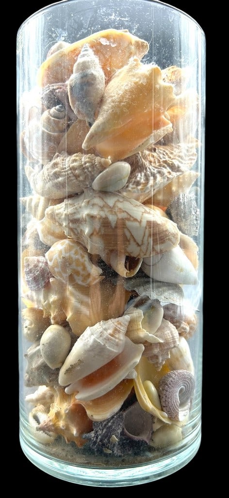 COLLECTION OF EXOTIC SEASHELLS & VASE: COLLECTION OF EXOTIC SEASHELLS & VASE 9" H APPROX VERY GOOD USED CONDITION B3705 #28