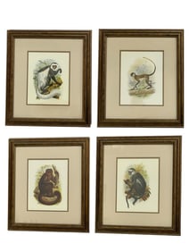 FOUR FRAMED NATURAL HISTORY MONKEY PRINTS
