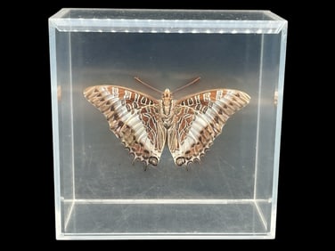 PRESERVED BUTTERFLY IN LUCITE DISPLAY BLOCK 4.5"