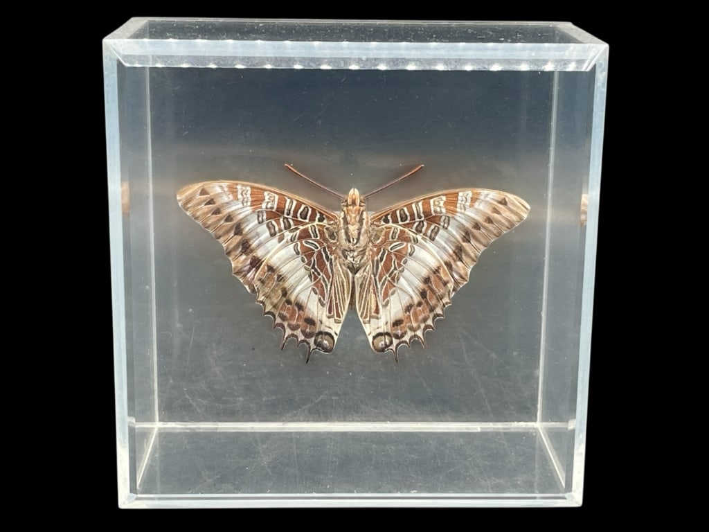 PRESERVED BUTTERFLY IN LUCITE DISPLAY BLOCK 4.5" (1 of 7)