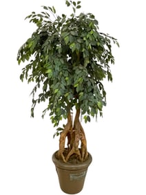 MONUMENTAL 8-FOOT TALL FAUX FICUS TREE IN PLANTER