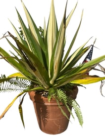 LARGE POTTED VARIEGATED YUCCA WITH FERN BASE 24"