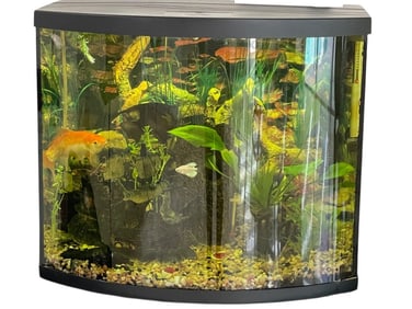 25 GALLON BOWFRONT AQUARIUM TANK WITH FISH