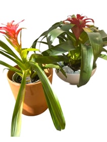 PAIR OF POTTED BROMELIAD PLANTS
