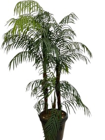 ELEGANT 8-FOOT TALL FICUS TREE IN PLANTER