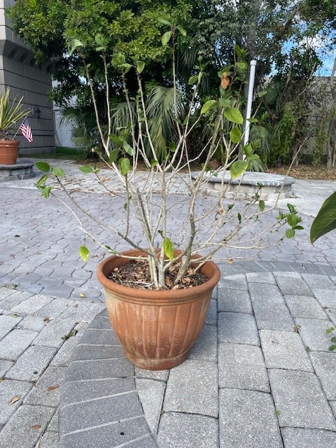 AGED TERRA COTTA POT WITH TREE LARGE 20" ACROSSS (1 of 3)