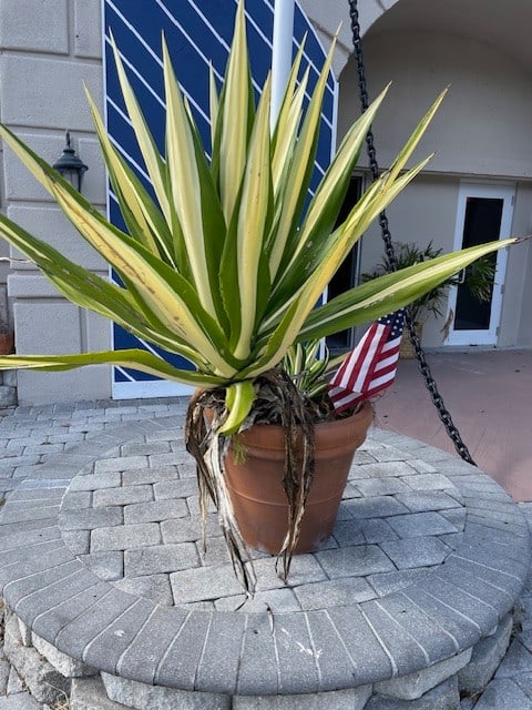 TERRA COTTA POT XL WITH YUCCA TREE INSIDE 24" XL: - terra cotta pot with a large yuccan plant inside - measures 24" across - plant needs love - pot may have a mild crack or chip due to moving By bidding on this listing, you understand and agree to be