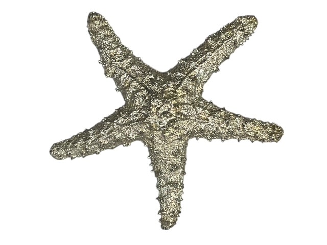VTG RARE MONTY DON GOLD HUGE STARFISH BROOCH PIN: - HUGE brooch pin - SIGNED by Monty Don - soft gold in color - 4" wide a nice big statement piece - in good vintage condition By bidding on this listing, you understand and agree to be bound by the te