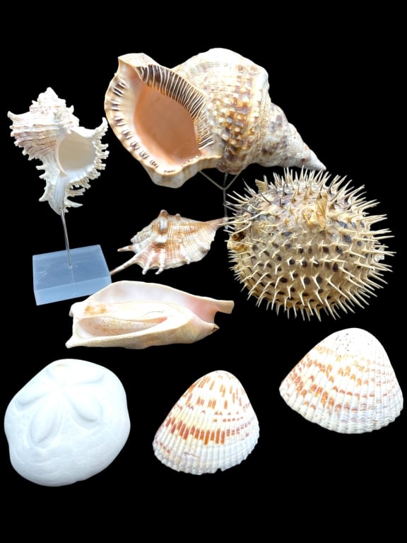 8-PIECE SEASHELL & PUFFERFISH DECOR COLLECTION (1 of 12)