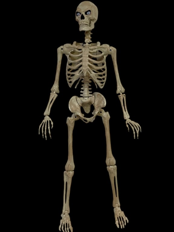 5.4FT HALLOWEEN SKELETON LIFE SIZE MOVABLE JOINTS (1 of 8)