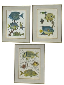 SET OF 3 FRAMED TROPICAL FISH PRINTS 26"