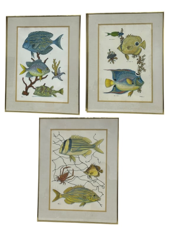 SET OF 3 FRAMED TROPICAL FISH PRINTS 26" (1 of 8)