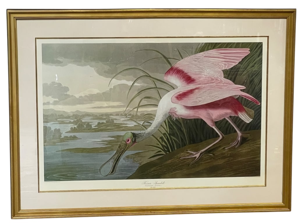 AUDUBON ROSEATE SPOONBILL FRAMED PRINT 46" (1 of 6)