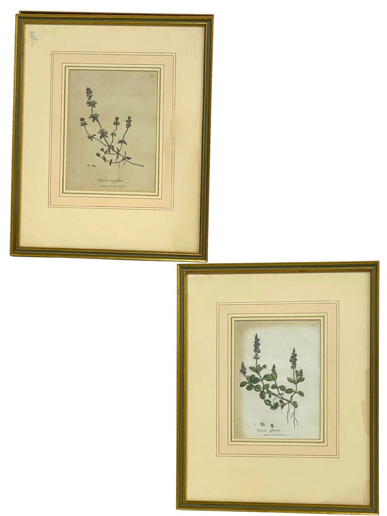 PAIR OF FRAMED ANTIQUE BOTANICAL ENGRAVINGS 15" (1 of 4)