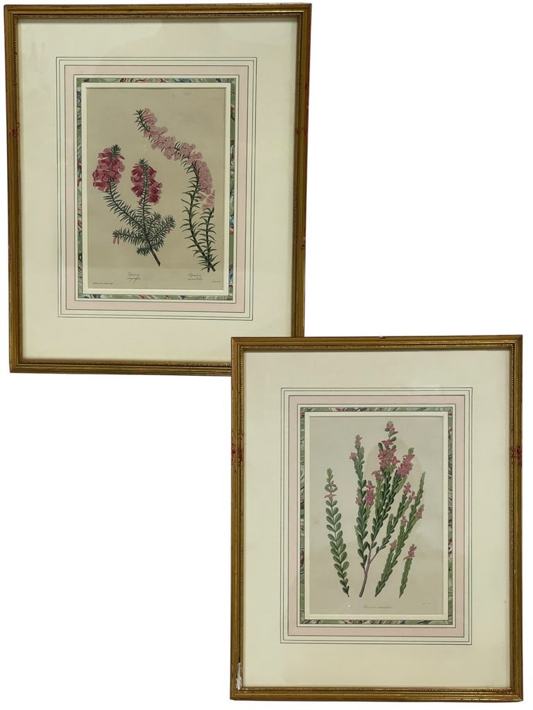FRAMED ANTIQUE BOTANICAL COLOR ENGRAVINGS 16" (1 of 4)